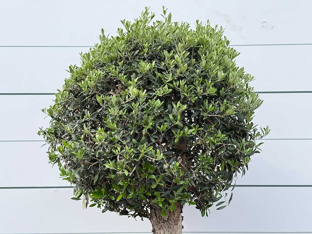 Olijfboom bolvorm l - olea europaea l - ca. 40 jaar oud - hoogte ca. 180 cm - afbeelding 5 van  6