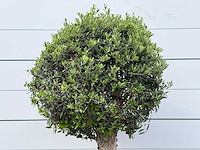 Olijfboom bolvorm l - olea europaea l - ca. 40 jaar oud - hoogte ca. 180 cm - afbeelding 5 van  6