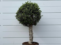 Olijfboom bolvorm l - olea europaea l - ca. 40 jaar oud - hoogte ca. 180 cm - afbeelding 6 van  6