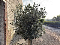 Olijfboom bolvorm m - olea europaea - hoogte ca. 170 cm - afbeelding 2 van  9