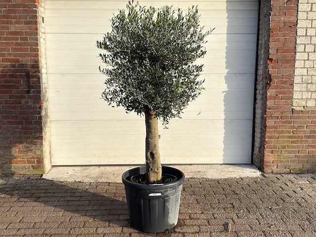 Olijfboom bolvorm m - olea europaea - hoogte ca. 170 cm - afbeelding 1 van  9