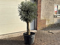 Olijfboom bolvorm m - olea europaea - hoogte ca. 170 cm - afbeelding 3 van  9