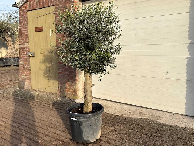 Olijfboom bolvorm m - olea europaea - hoogte ca. 170 cm - afbeelding 4 van  9