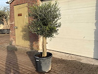 Olijfboom bolvorm m - olea europaea - hoogte ca. 170 cm - afbeelding 4 van  9