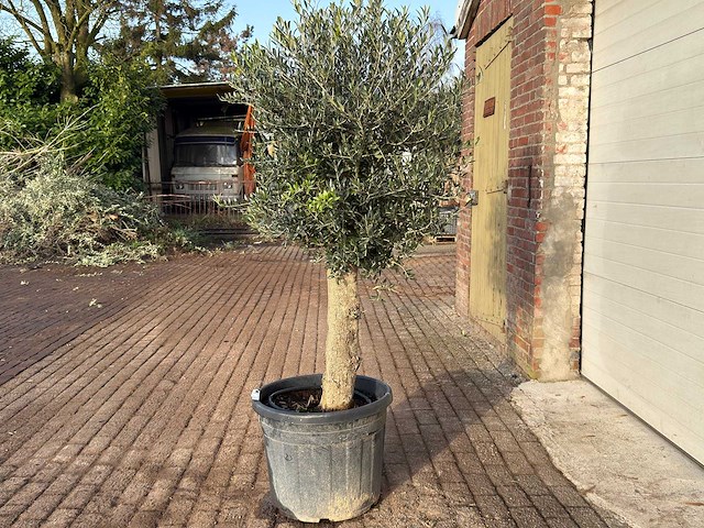 Olijfboom bolvorm m - olea europaea - hoogte ca. 170 cm - afbeelding 5 van  9
