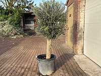 Olijfboom bolvorm m - olea europaea - hoogte ca. 170 cm - afbeelding 5 van  9