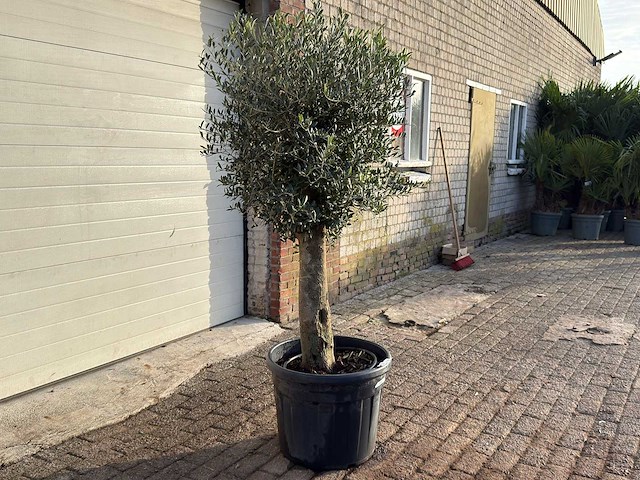 Olijfboom bolvorm m - olea europaea - hoogte ca. 170 cm - afbeelding 6 van  9