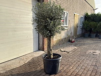 Olijfboom bolvorm m - olea europaea - hoogte ca. 170 cm - afbeelding 6 van  9