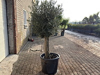 Olijfboom bolvorm m - olea europaea - hoogte ca. 170 cm - afbeelding 7 van  9