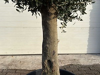 Olijfboom bolvorm m - olea europaea - hoogte ca. 170 cm - afbeelding 8 van  9