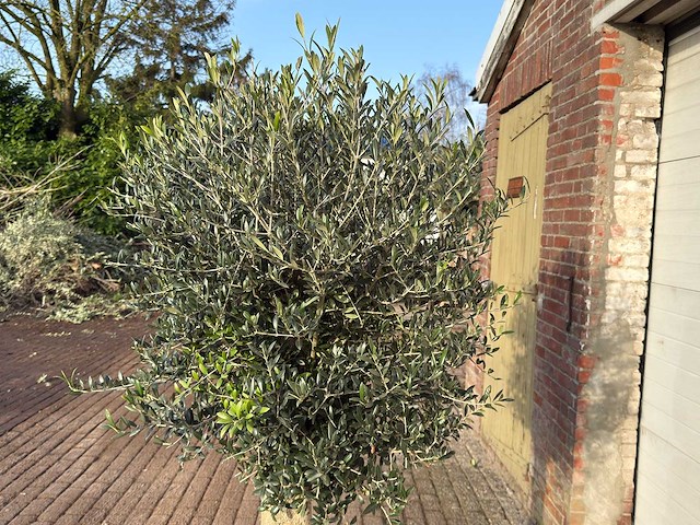 Olijfboom bolvorm m - olea europaea - hoogte ca. 170 cm - afbeelding 9 van  9