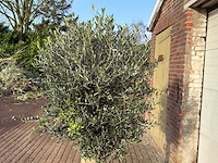 Olijfboom bolvorm m - olea europaea - hoogte ca. 170 cm - afbeelding 9 van  9