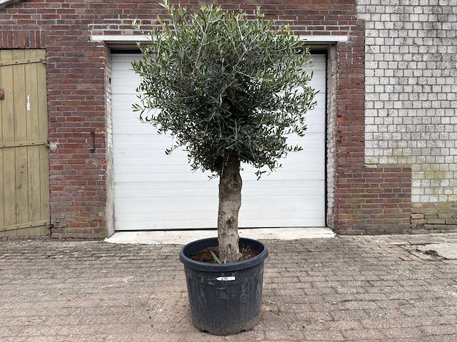 Olijfboom bolvorm m - olea europaea - hoogte ca. 170 cm - afbeelding 1 van  5