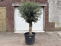 Olijfboom bolvorm m - olea europaea - hoogte ca. 170 cm