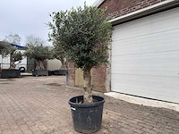 Olijfboom bolvorm m - olea europaea - hoogte ca. 170 cm - afbeelding 2 van  5