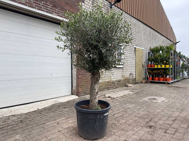 Olijfboom bolvorm m - olea europaea - hoogte ca. 170 cm - afbeelding 3 van  5