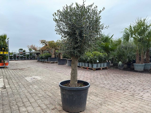 Olijfboom bolvorm m - olea europaea - hoogte ca. 170 cm - afbeelding 4 van  5