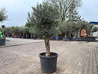 Olijfboom bolvorm m - olea europaea - hoogte ca. 170 cm - afbeelding 5 van  5
