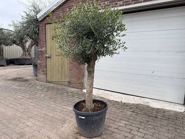 Olijfboom bolvorm m - olea europaea - hoogte ca. 170 cm - afbeelding 1 van  8