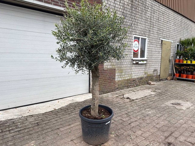 Olijfboom bolvorm m - olea europaea - hoogte ca. 170 cm - afbeelding 2 van  8