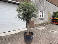 Olijfboom bolvorm m - olea europaea - hoogte ca. 170 cm - afbeelding 2 van  8