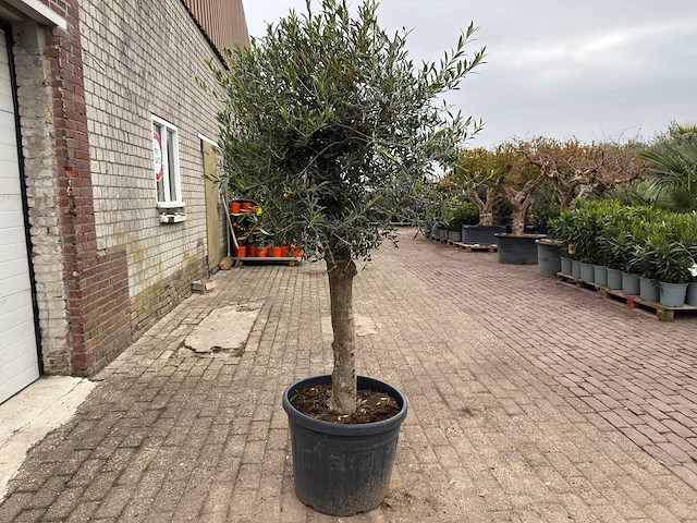 Olijfboom bolvorm m - olea europaea - hoogte ca. 170 cm - afbeelding 3 van  8