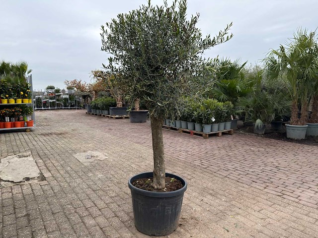 Olijfboom bolvorm m - olea europaea - hoogte ca. 170 cm - afbeelding 4 van  8
