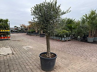 Olijfboom bolvorm m - olea europaea - hoogte ca. 170 cm - afbeelding 4 van  8
