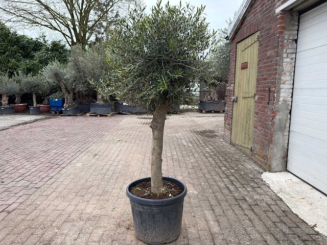 Olijfboom bolvorm m - olea europaea - hoogte ca. 170 cm - afbeelding 5 van  8