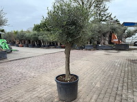 Olijfboom bolvorm m - olea europaea - hoogte ca. 170 cm - afbeelding 6 van  8