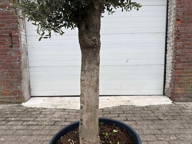 Olijfboom bolvorm m - olea europaea - hoogte ca. 170 cm - afbeelding 7 van  8