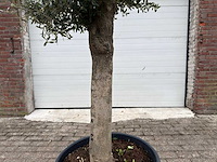 Olijfboom bolvorm m - olea europaea - hoogte ca. 170 cm - afbeelding 7 van  8