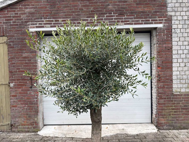 Olijfboom bolvorm m - olea europaea - hoogte ca. 170 cm - afbeelding 8 van  8