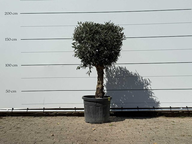 Olijfboom bolvorm met grillige stam - olea europaea - ca. 30 jaar oud - hoogte ca. 170 cm - afbeelding 1 van  4