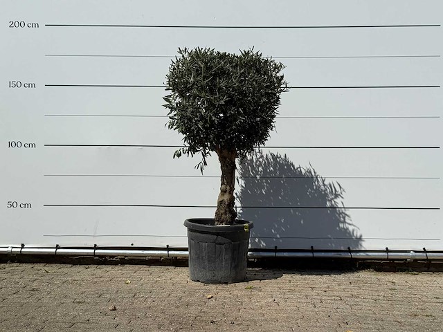 Olijfboom bolvorm met grillige stam - olea europaea - ca. 30 jaar oud - hoogte ca. 170 cm - afbeelding 2 van  4