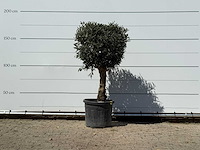 Olijfboom bolvorm met grillige stam - olea europaea - ca. 30 jaar oud - hoogte ca. 170 cm - afbeelding 2 van  4
