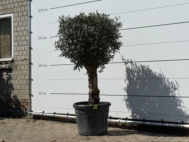 Olijfboom bolvorm met grillige stam - olea europaea - ca. 30 jaar oud - hoogte ca. 170 cm - afbeelding 3 van  4