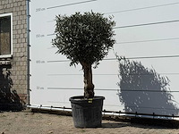 Olijfboom bolvorm met grillige stam - olea europaea - ca. 30 jaar oud - hoogte ca. 170 cm - afbeelding 3 van  4