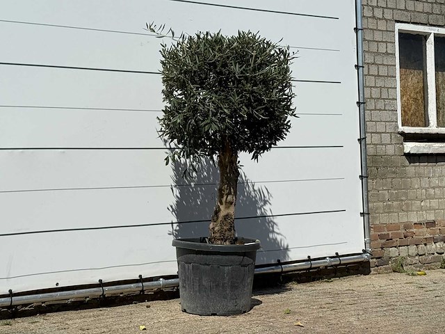 Olijfboom bolvorm met grillige stam - olea europaea - ca. 30 jaar oud - hoogte ca. 170 cm - afbeelding 4 van  4