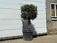 Olijfboom bolvorm met grillige stam - olea europaea - ca. 30 jaar oud - hoogte ca. 170 cm - afbeelding 4 van  4
