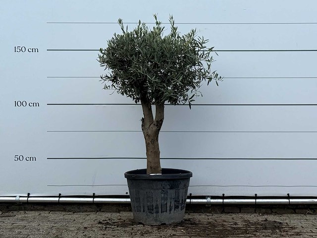 Olijfboom bolvorm met grillige stam - olea europaea - ca. 30 jaar oud - hoogte ca. 170 cm - afbeelding 1 van  3