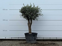 Olijfboom bolvorm met grillige stam - olea europaea - ca. 30 jaar oud - hoogte ca. 170 cm - afbeelding 1 van  3