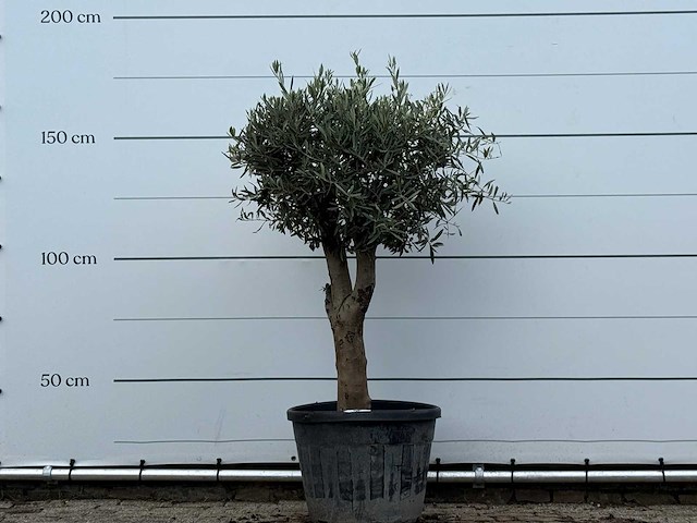Olijfboom bolvorm met grillige stam - olea europaea - ca. 30 jaar oud - hoogte ca. 170 cm - afbeelding 2 van  3