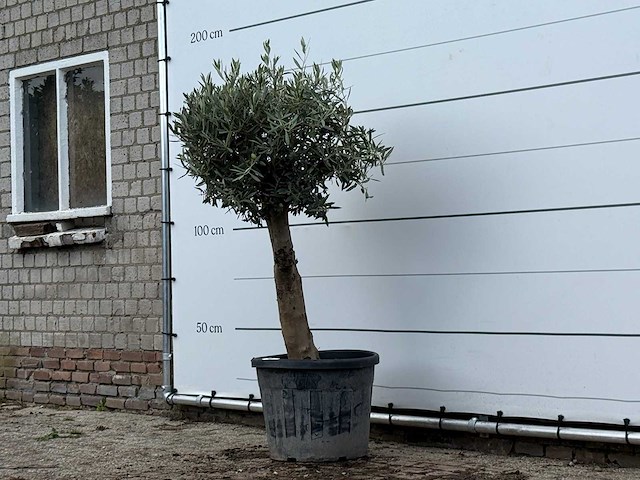 Olijfboom bolvorm met grillige stam - olea europaea - ca. 30 jaar oud - hoogte ca. 170 cm - afbeelding 3 van  3