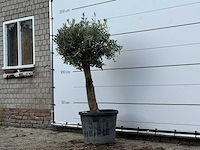Olijfboom bolvorm met grillige stam - olea europaea - ca. 30 jaar oud - hoogte ca. 170 cm - afbeelding 3 van  3