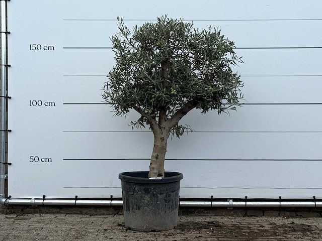 Olijfboom bolvorm met grillige stam - olea europaea - ca. 30 jaar oud - hoogte ca. 170 cm - afbeelding 1 van  3