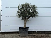 Olijfboom bolvorm met grillige stam - olea europaea - ca. 30 jaar oud - hoogte ca. 170 cm - afbeelding 1 van  3