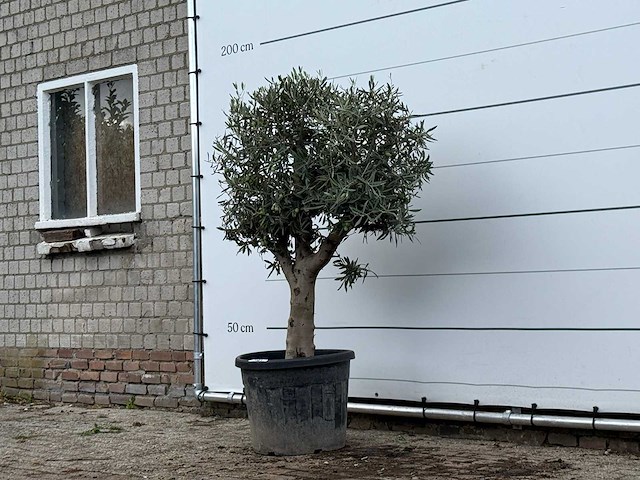 Olijfboom bolvorm met grillige stam - olea europaea - ca. 30 jaar oud - hoogte ca. 170 cm - afbeelding 2 van  3