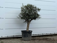 Olijfboom bolvorm met grillige stam - olea europaea - ca. 30 jaar oud - hoogte ca. 170 cm - afbeelding 3 van  3
