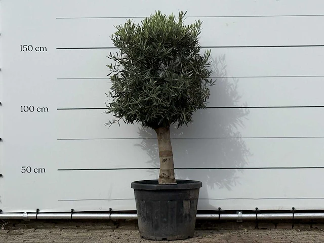 Olijfboom bolvorm met grillige stam - olea europaea - ca. 30 jaar oud - hoogte ca. 170 cm - afbeelding 1 van  3